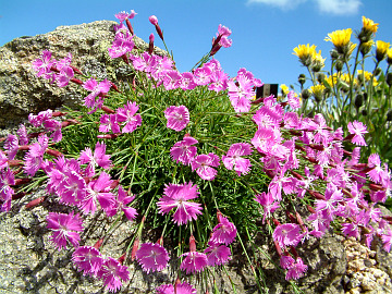 Brockengarten Dianthus alpinus bis Dianthus webbianus (Bilder/Photos)